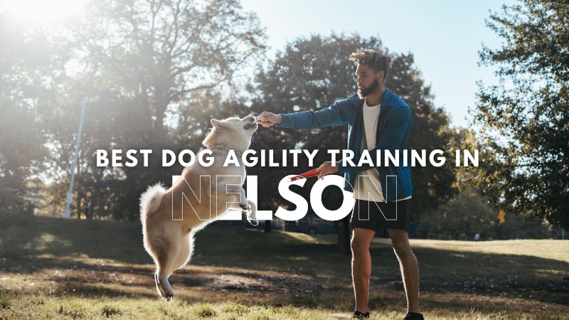 Best Dog Agility Training in Nelson