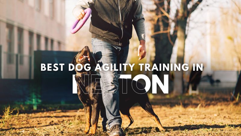 Best Dog Agility Training in Neston