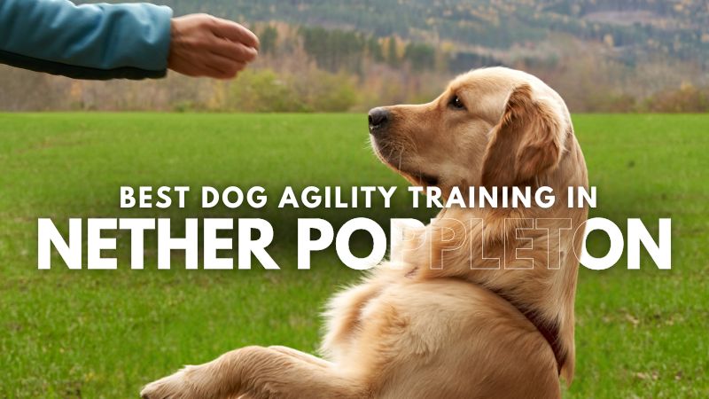 Best Dog Agility Training in Nether Poppleton