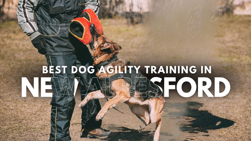 Best Dog Agility Training in New Alresford