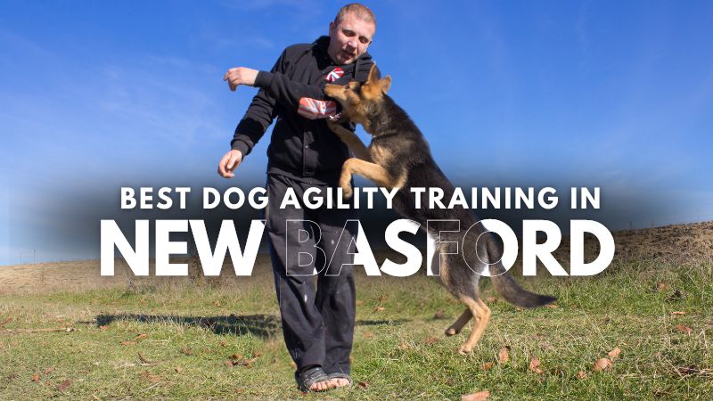Best Dog Agility Training in New Basford