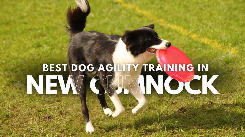 Best Dog Agility Training in New Cumnock