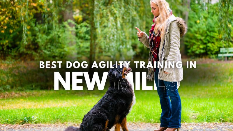 Best Dog Agility Training in New Mills