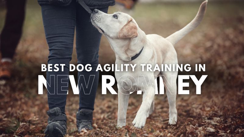 Best Dog Agility Training in New Romney