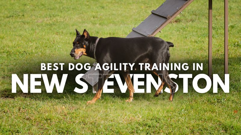 Best Dog Agility Training in New Stevenston