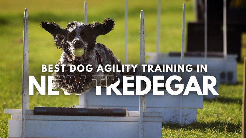 Best Dog Agility Training in New Tredegar