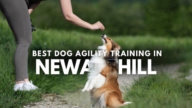 Best Dog Agility Training in Newarthill