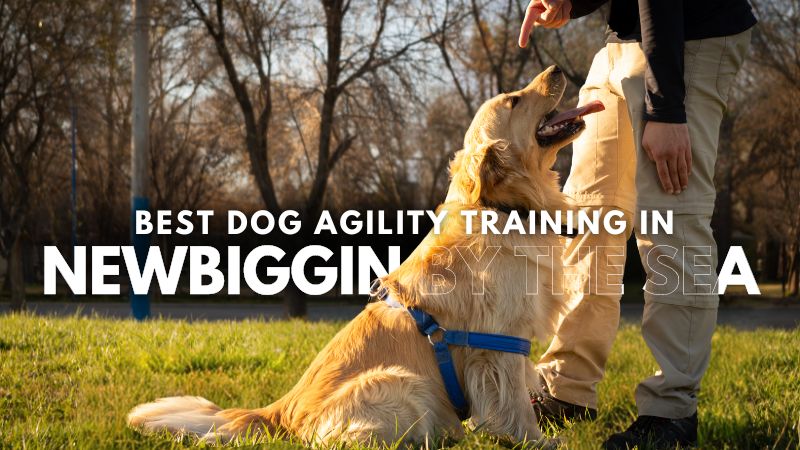 Best Dog Agility Training in Newbiggin By The Sea