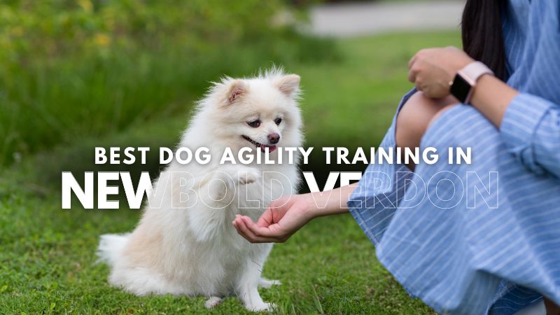 Best Dog Agility Training in Newbold Verdon