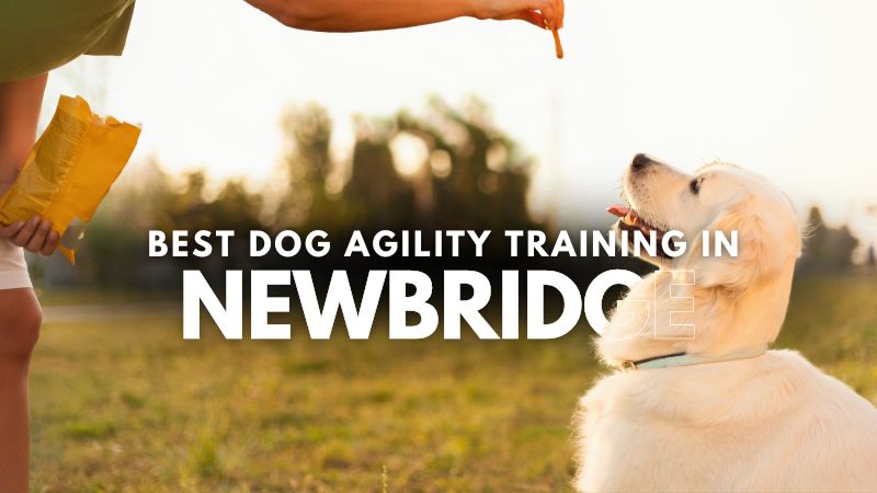 Best Dog Agility Training in Newbridge