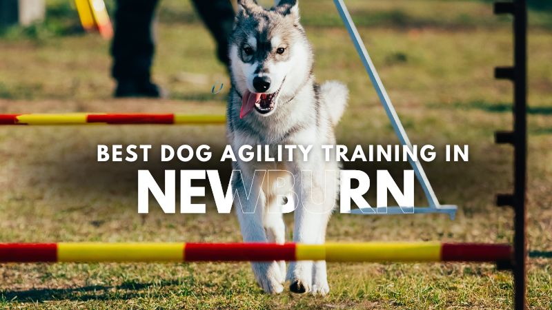 Best Dog Agility Training in Newburn