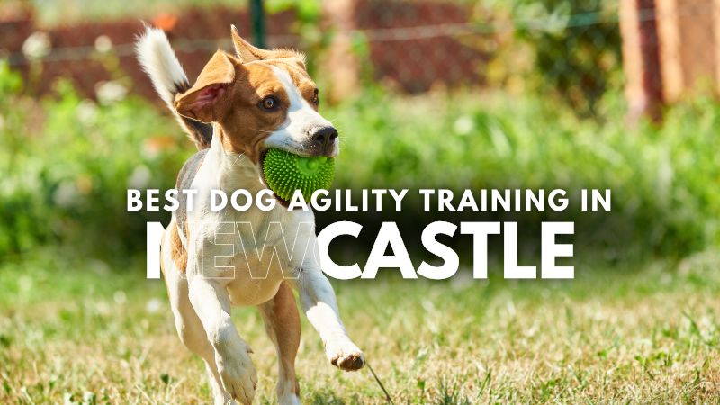 Best Dog Agility Training in Newcastle