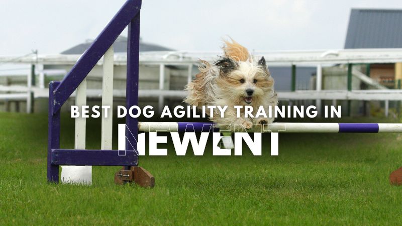 Best Dog Agility Training in Newent