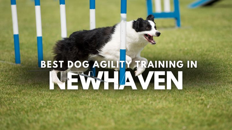 Best Dog Agility Training in Newhaven