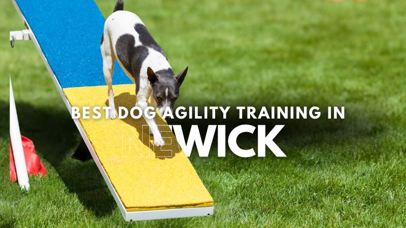 Best Dog Agility Training in Newick