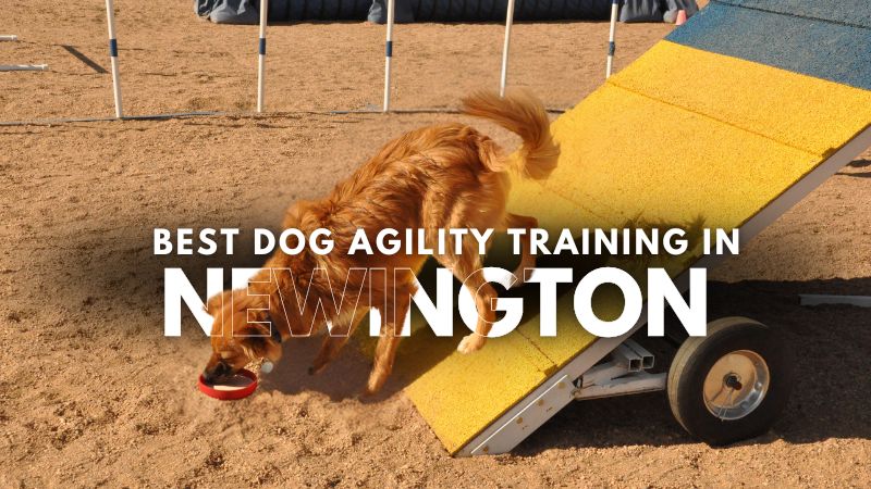 Best Dog Agility Training in Newington