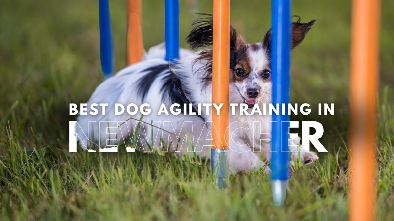 Best Dog Agility Training in Newmacher