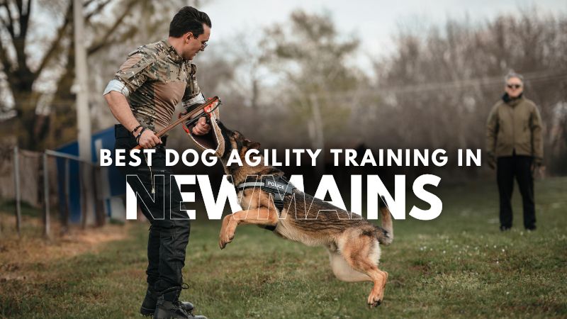 Best Dog Agility Training in Newmains