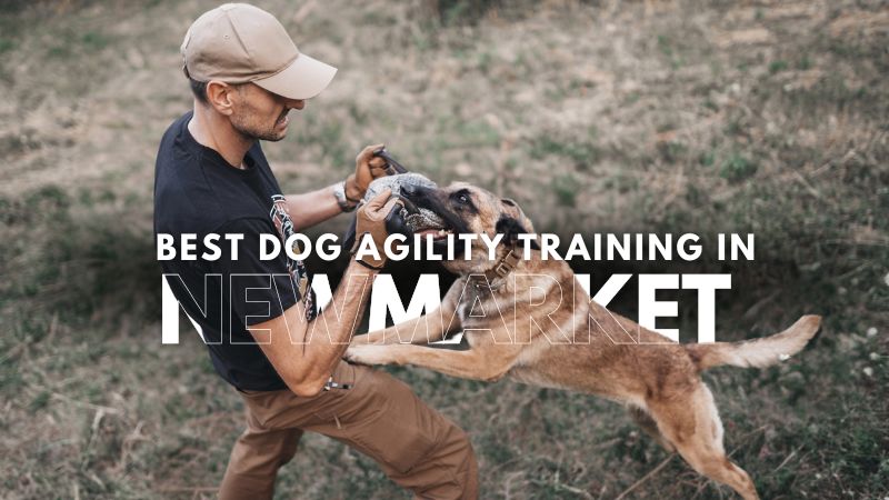 Best Dog Agility Training in Newmarket