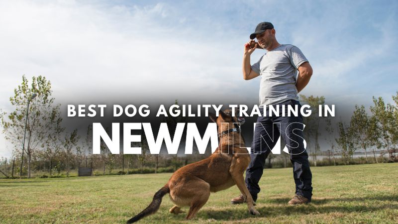 Best Dog Agility Training in Newmilns