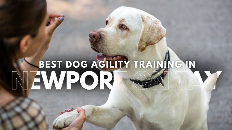 Best Dog Agility Training in Newport On Tay