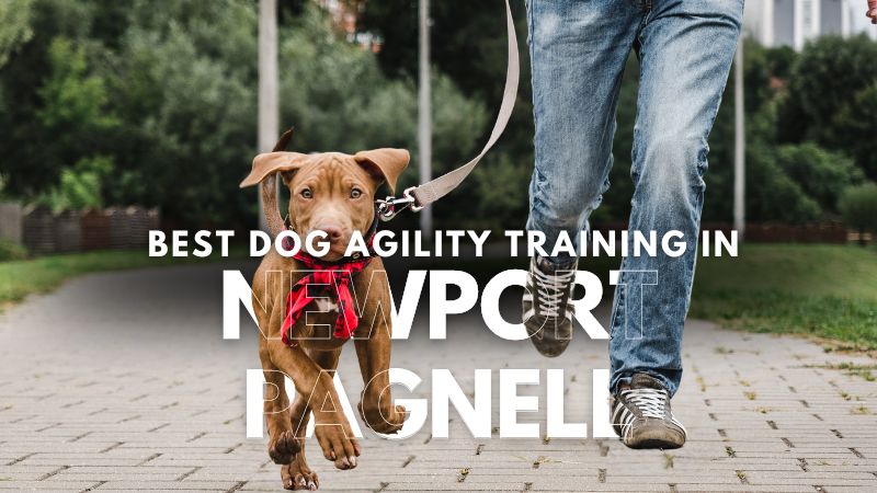 Best Dog Agility Training in Newport Pagnell