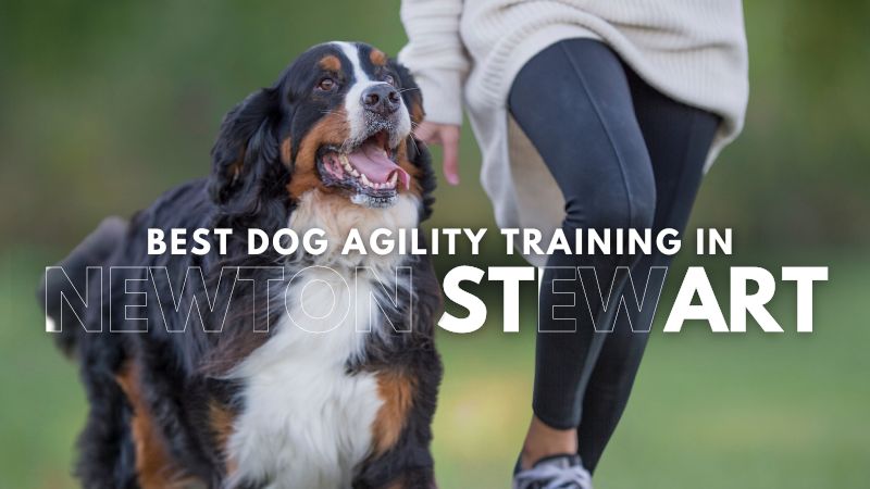 Best Dog Agility Training in Newton Stewart