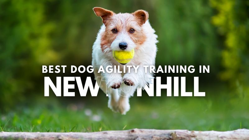 Best Dog Agility Training in Newtonhill