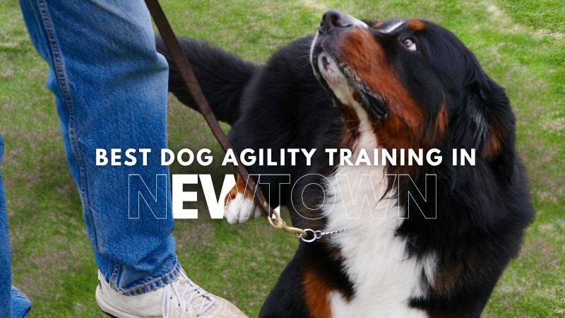 Best Dog Agility Training in Newtown