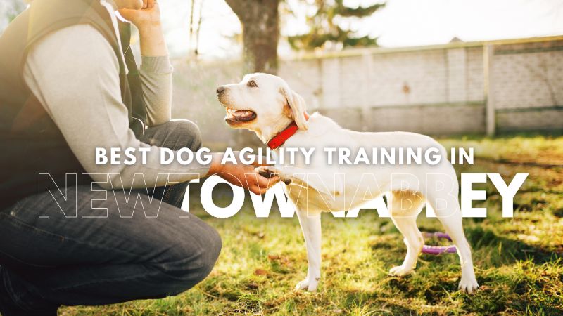 Best Dog Agility Training in Newtownabbey