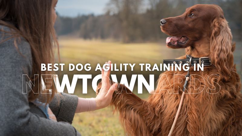 Best Dog Agility Training in Newtownards