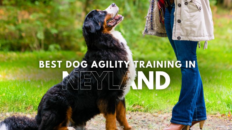 Best Dog Agility Training in Neyland
