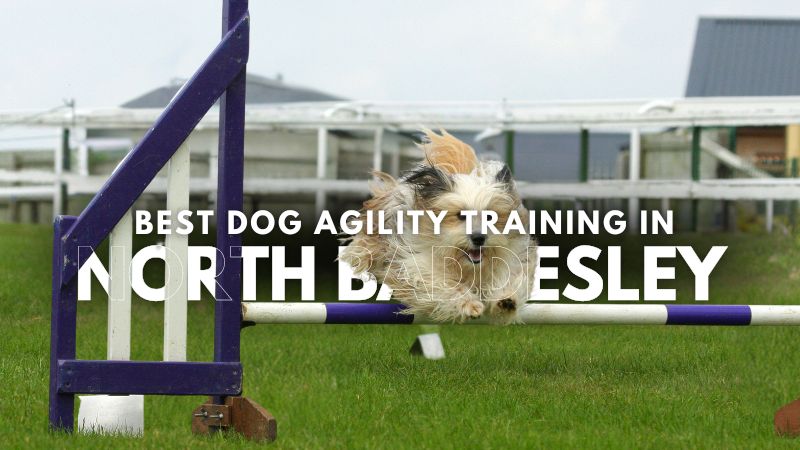 Best Dog Agility Training in North Baddesley