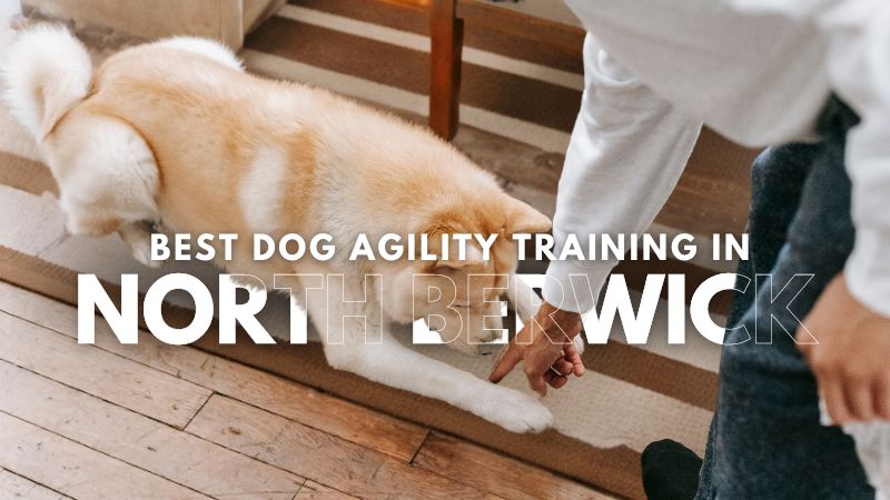 Best Dog Agility Training in North Berwick