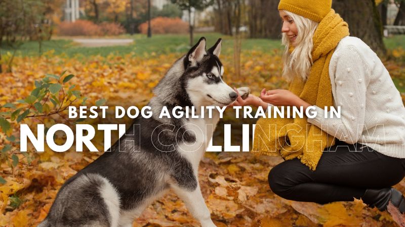 Best Dog Agility Training in North Collingham