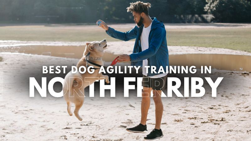 Best Dog Agility Training in North Ferriby