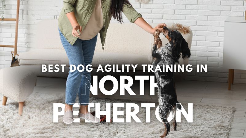 Best Dog Agility Training in North Petherton