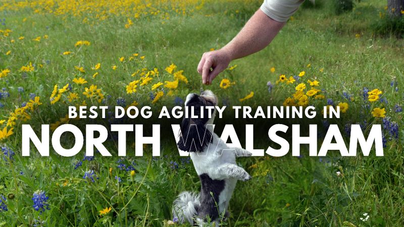 Best Dog Agility Training in North Walsham