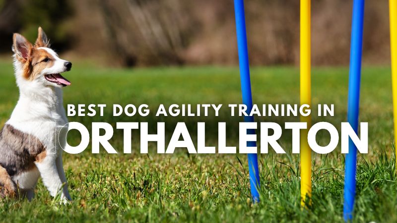 Best Dog Agility Training in Northallerton