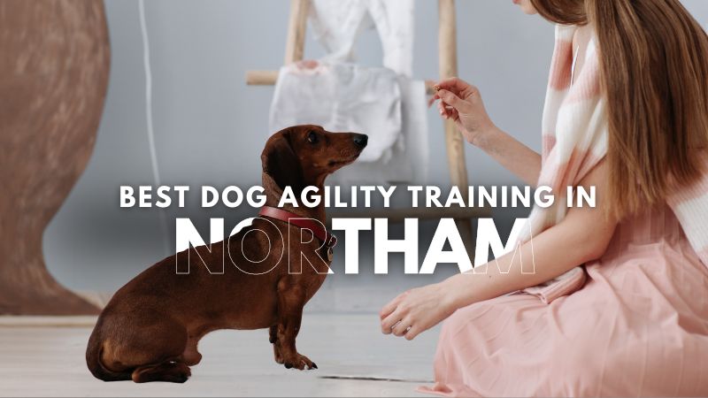 Best Dog Agility Training in Northam