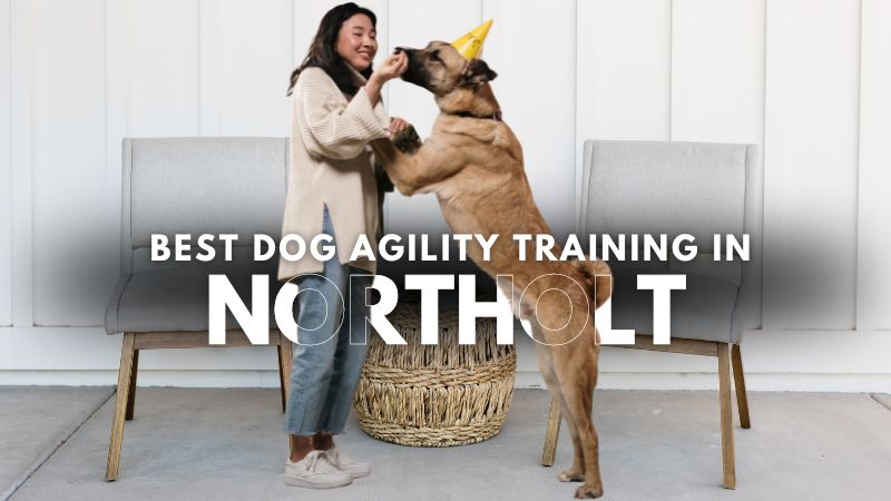 Best Dog Agility Training in Northolt