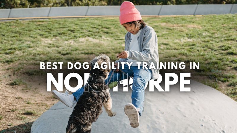 Best Dog Agility Training in Northorpe