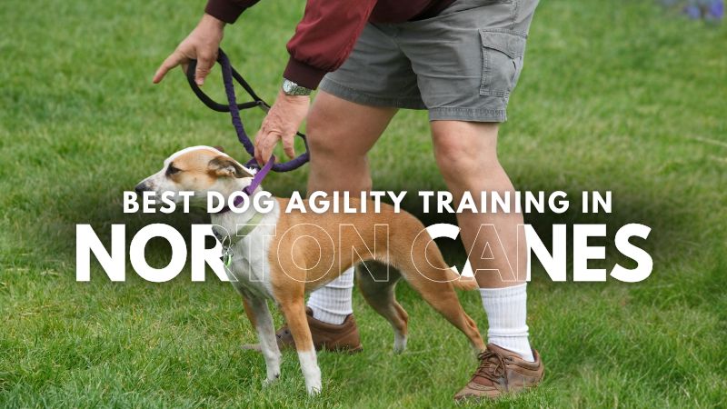 Best Dog Agility Training in Norton Canes