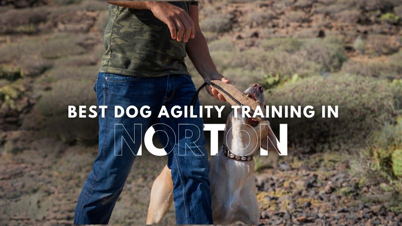 Best Dog Agility Training in Norton