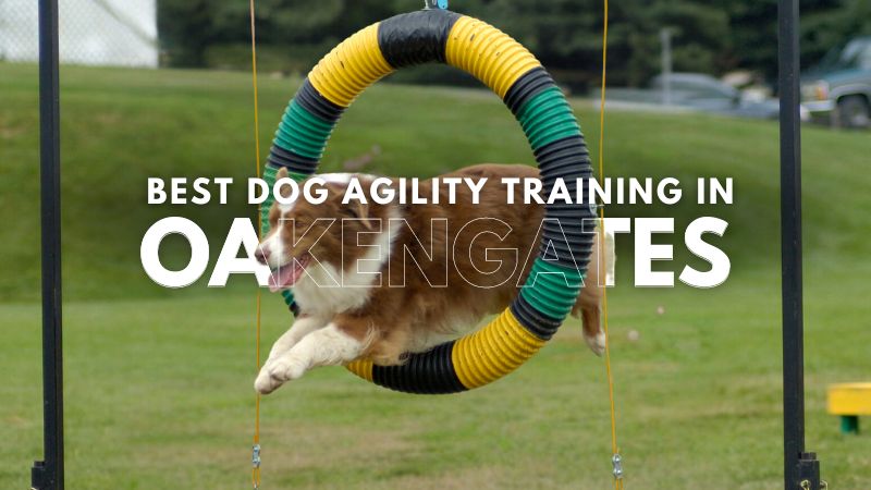 Best Dog Agility Training in Oakengates