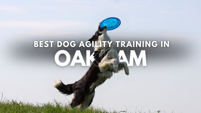 Best Dog Agility Training in Oakham