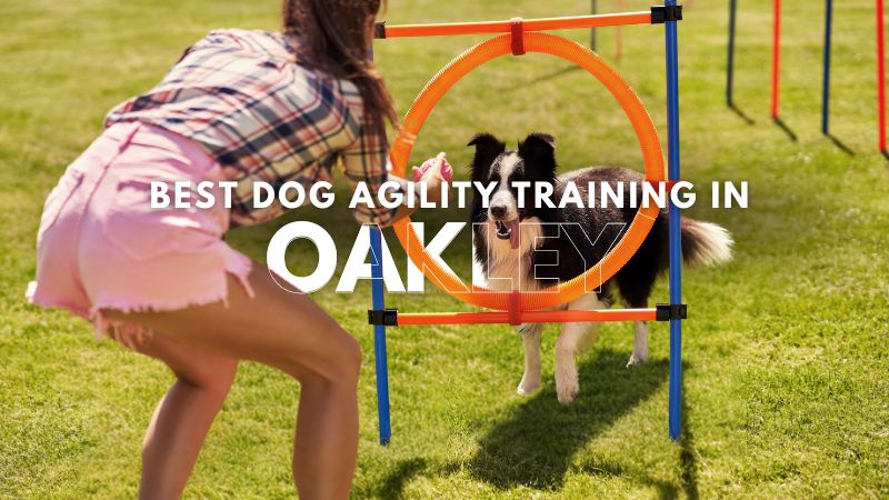 Best Dog Agility Training in Oakley