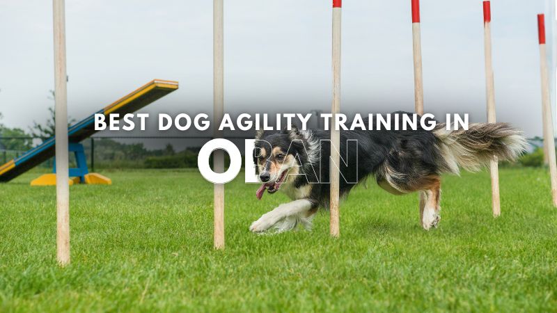 Best Dog Agility Training in Oban