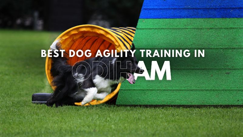 Best Dog Agility Training in Odiham