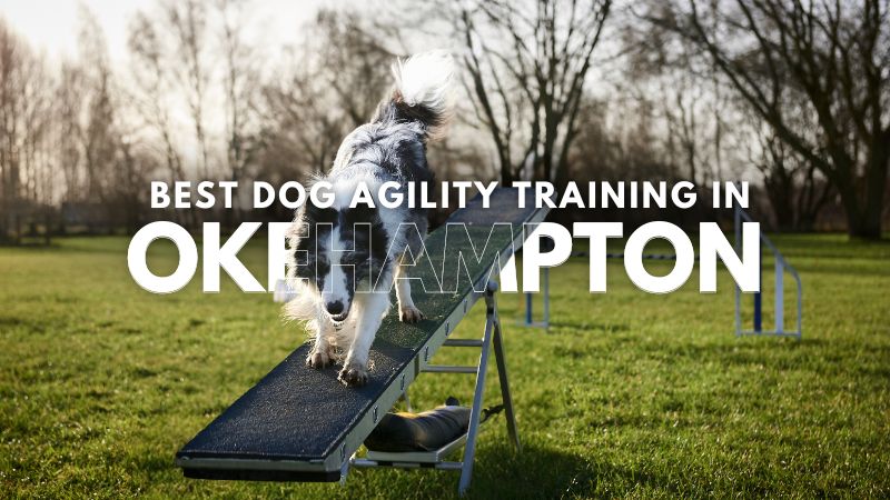 Best Dog Agility Training in Okehampton